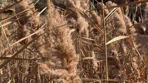 A dried plant, spike. Stock Footage 120097249
