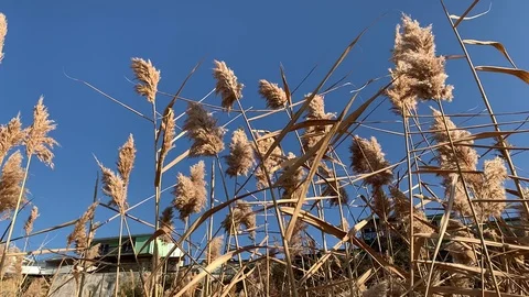 A dried plant, spike. Stock Footage 120097268