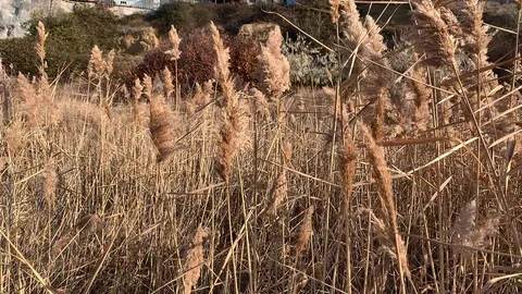 A dried plant, spike. Stock Footage 120097294