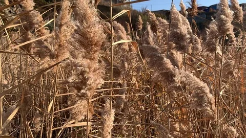 A dried plant, spike. Stock Footage 120097326