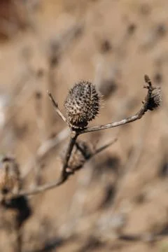 A dried plant with thorns. Example of changing climate Stock Photos