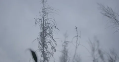 Dried plant waving in the wind 스톡 동영상 104200869