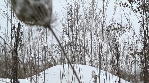 Dried-up plants and grass under the snow waving on wind in winter Stock Footage 29664032