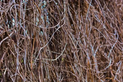 Dried plants. Background Stock Photos