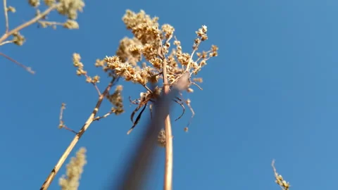 Dried Plants Close Up Against Blue Sky Stock Footage 275202345