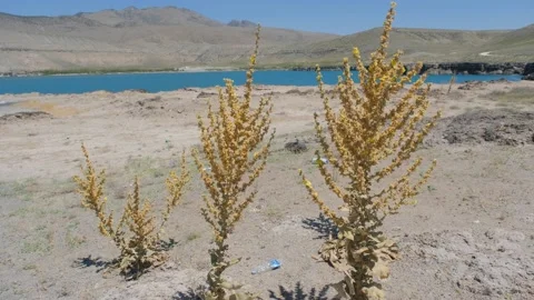 Dried plants in front of Acıgöl lake Stock Footage 202199583
