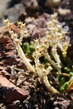 Dried plants Foto stock