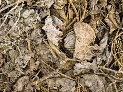 Dried plants. Stock Photos