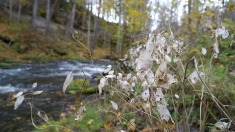 The dried plants on the side of the river 스톡 동영상 144162555
