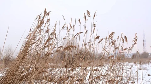 Dried plants swinging in winter time Stock Footage 100166631