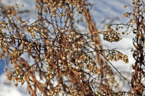 Dried plants in winter Stock Photos
