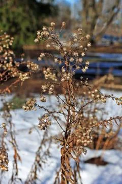 Dried plants in winter Stock Photos