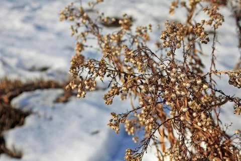 Dried plants in winter Stock Photos