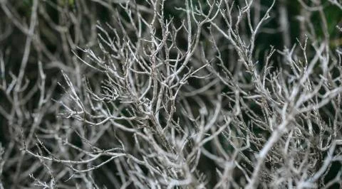 Dried platn Stock Photos