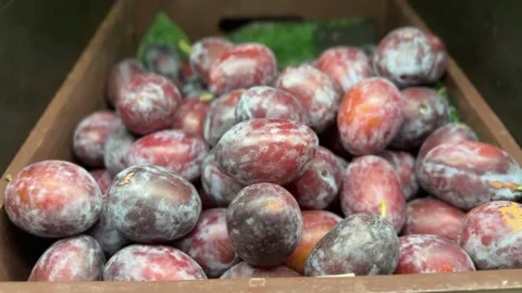 Dried plums with wrinkled texture and deep purple color Stock Footage 314708099