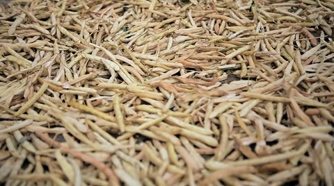 The dried pods of the soybean Stock Footage 61215770