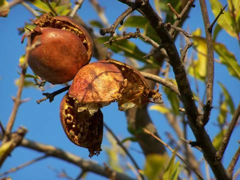 Dried pomegranate on tree Stock Photos