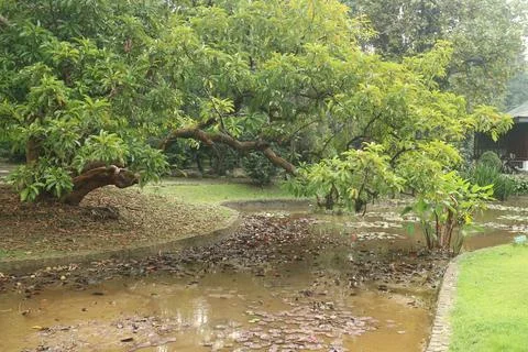 Dried pond under the tree Stock Photos
