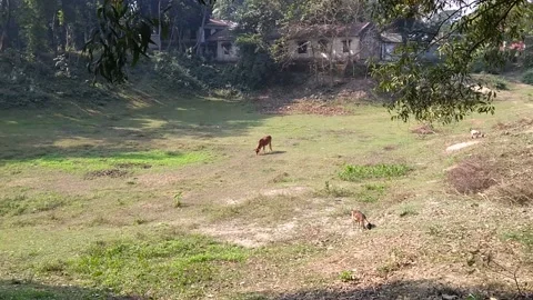 Dried pond in winter 스톡 동영상 226992351