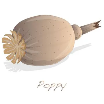 Dried poppy head vector Stock Illustration