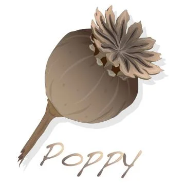 Dried poppy head vector Stock Illustration
