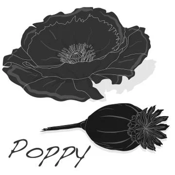 Dried poppy head vector Stock Illustration