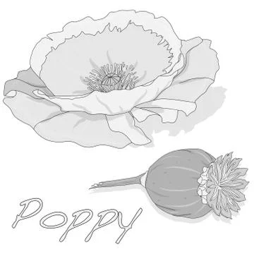 Dried poppy head vector Stock Illustration
