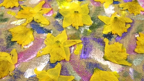 Dried pressed daffodil flowers lie on the burlap cloth  Stock Footage 333569684