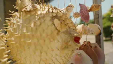 Dried Pufferfish With Sharp Spines Hanging Among Seashells Under Sunlight Seen Stock Footage 313250382