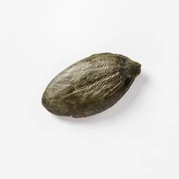 Dried pumpkin seed on white background Stock Photos