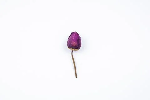 A dried purple rose. Stock Photos