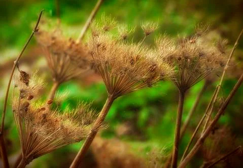 Dried Queen Anne Lace Stock Photos