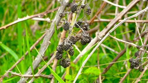 Dried raspberries on a bush 動画素材 74434086