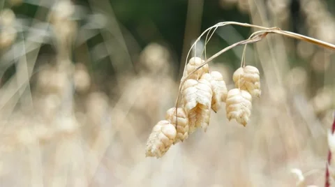 Dried Rattlesnake Grass Stock Footage 52133296