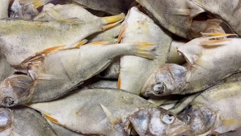 Dried raw river fish Stock Footage 218206938