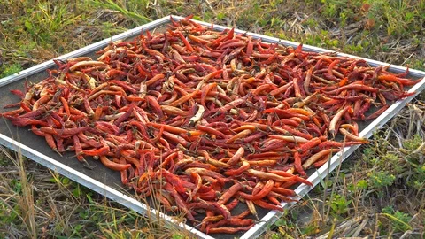 Dried red chilli pepper, food ingredient thailand Stock Footage 128719360