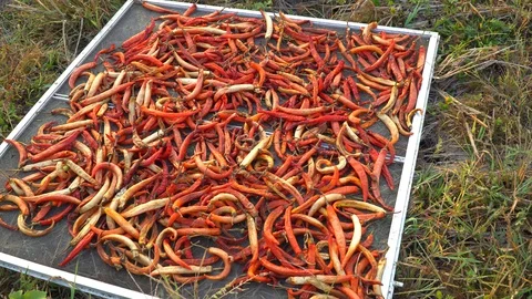 Dried red chilli pepper, food ingredient thailand Stock Footage 128719401