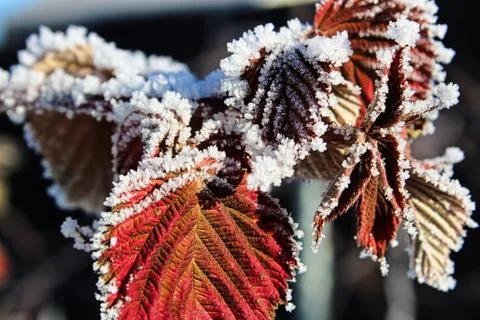 Dried red raspberry leaves covered in hoar frost Stock Photos