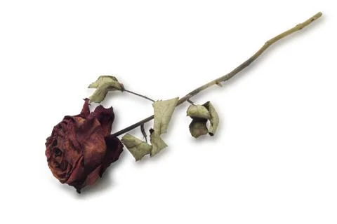 Dried red rose Stock Photos