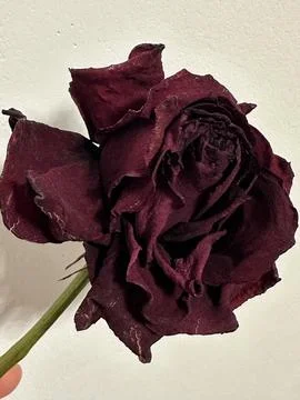 Dried Red Rose Side View in Hand Stock Photos