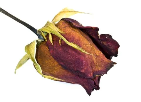 Dried red rose on white background Stock Photos