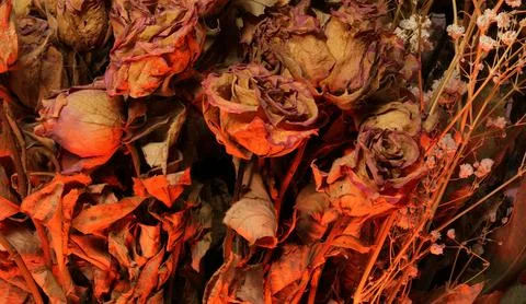 Dried red roses with red backlight, creative texture of withered flowers Stock Photos