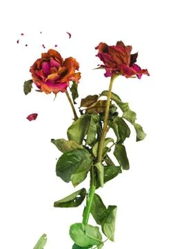 Dried red roses on white background Stock Photos
