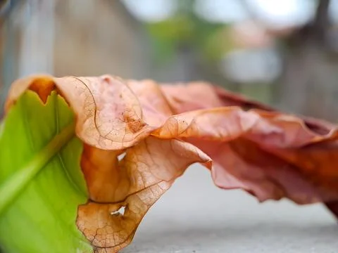 Dried, reddish brown leaf with intricate veins and a wavy texture, resting .. Stock Photos