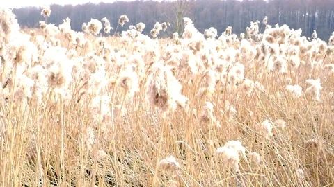 Dried-up reeds, grass Stock Footage 72756223