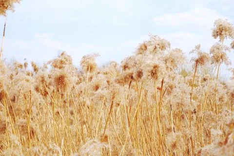 Dried reeds, grass Stock Photos