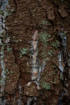 Dried resin on a pine trunk Stock Photos