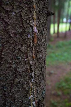 Dried resin on a pine trunk Stock Photos