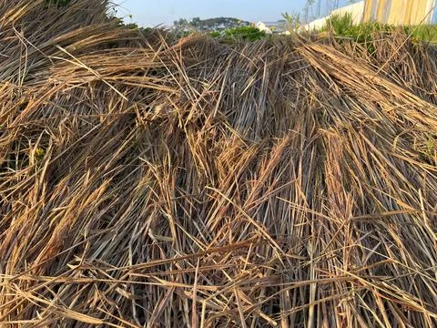Dried rice straws on the side of paddy field Foto stock