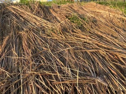 Dried rice straws on the side of paddy field Stock Photos